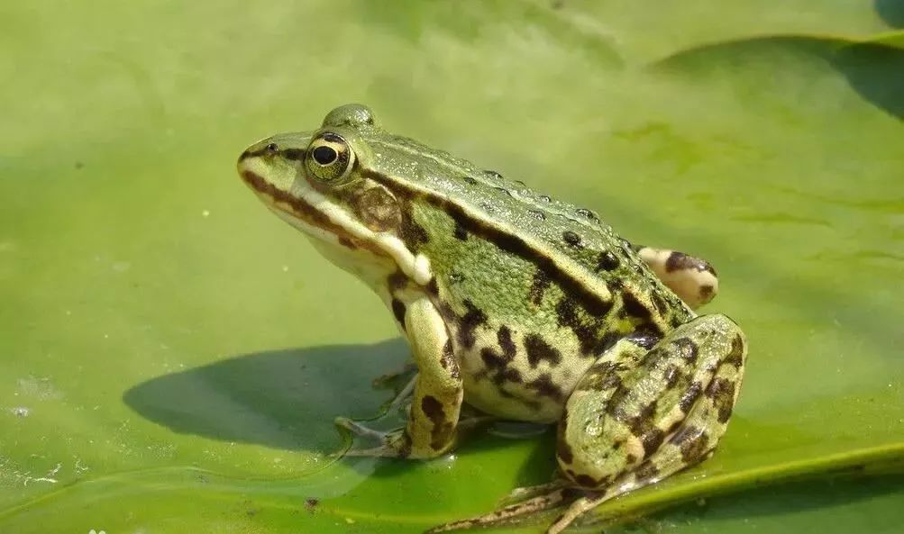 北京陸生野生動物名錄發布