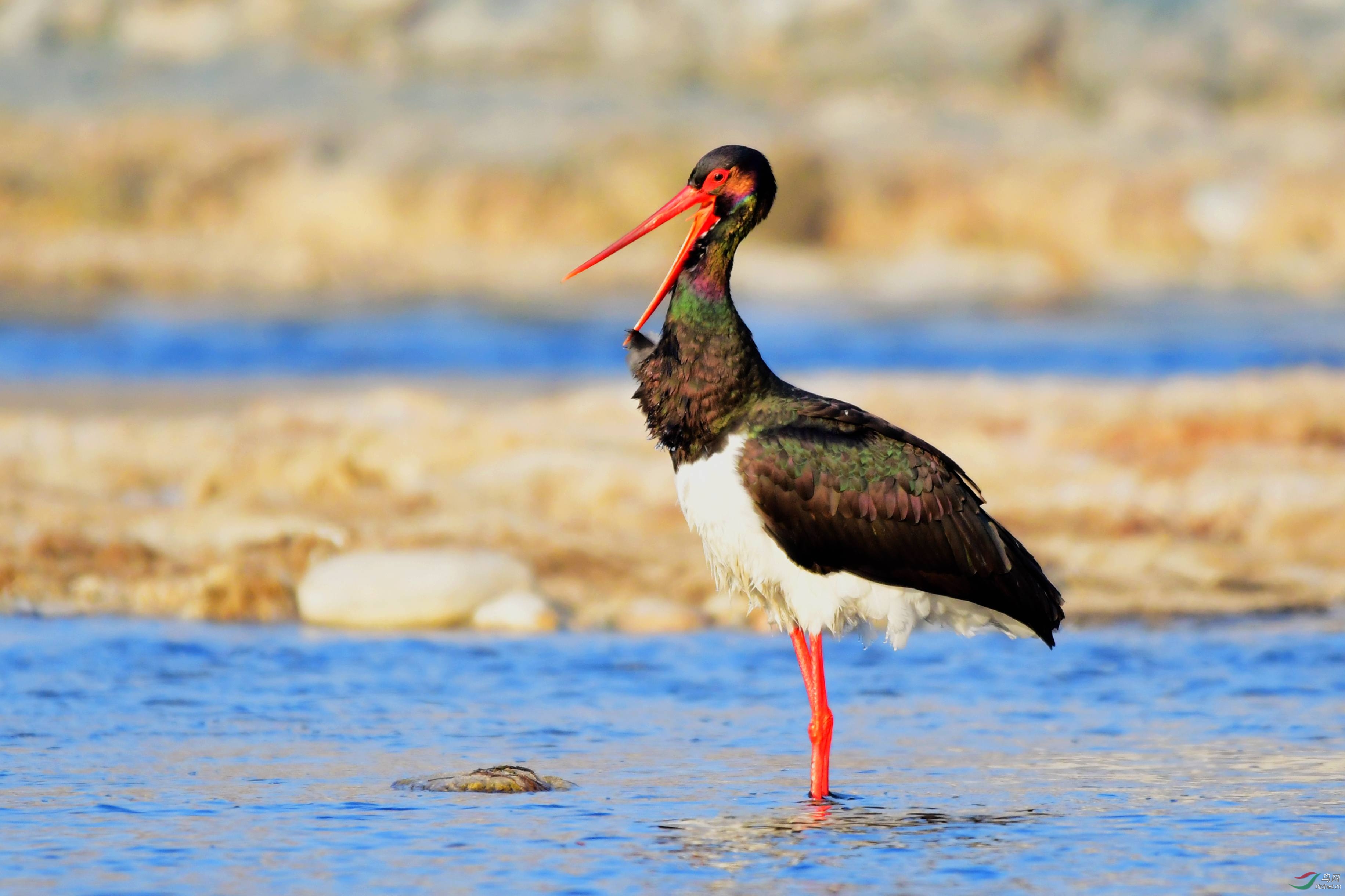 4ec9106050932c3f07f68ee7712523fe.jpg 黑鸛.jpg