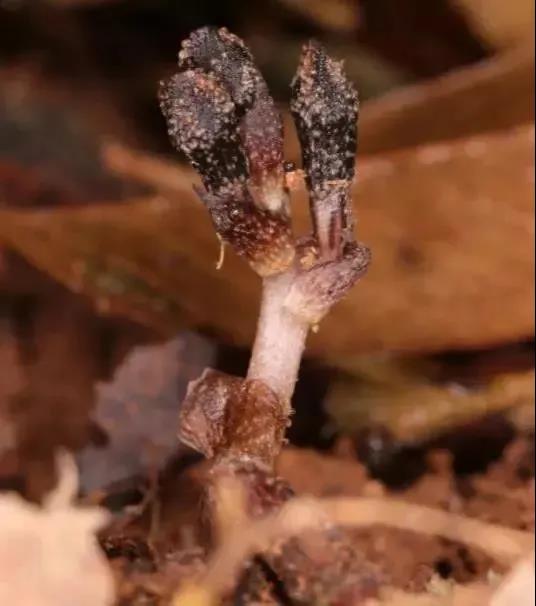 1d72b79b2615c70730144ef9e5e53ba6.jpg 青云山天麻.jpg