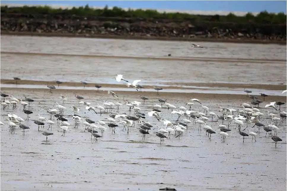 521a1c794dff208bfac2df4e1580db6f.jpg 黑臉琵鷺02.jpg