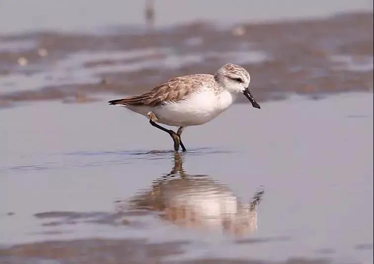 75790670ea5340a210f853d7af725629.jpg 勺嘴鷸.jpg