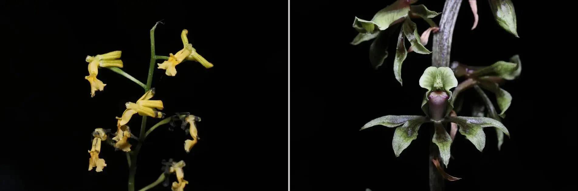 7ea57ccd69c25b83c4042e8c576a8f0c.jpg 云葉蘭+黃蘭.jpg