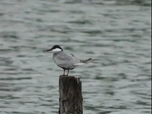 81042dd6131ac8c686bb1d7a9ba59452.jpg 普通燕鷗.jpg