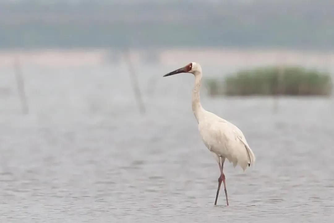 a2ba33a4f86c6c9d0f2f32aa2e7d190f.jpg 白鶴.jpg