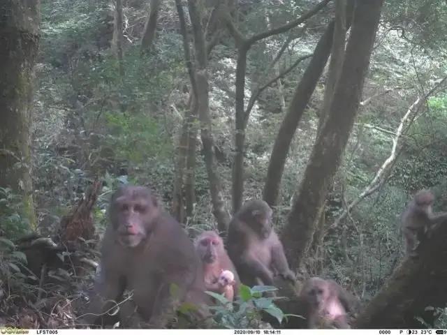 ff595e307a1becf58e06239b94bfbb97.jpg 藏酋猴.jpg