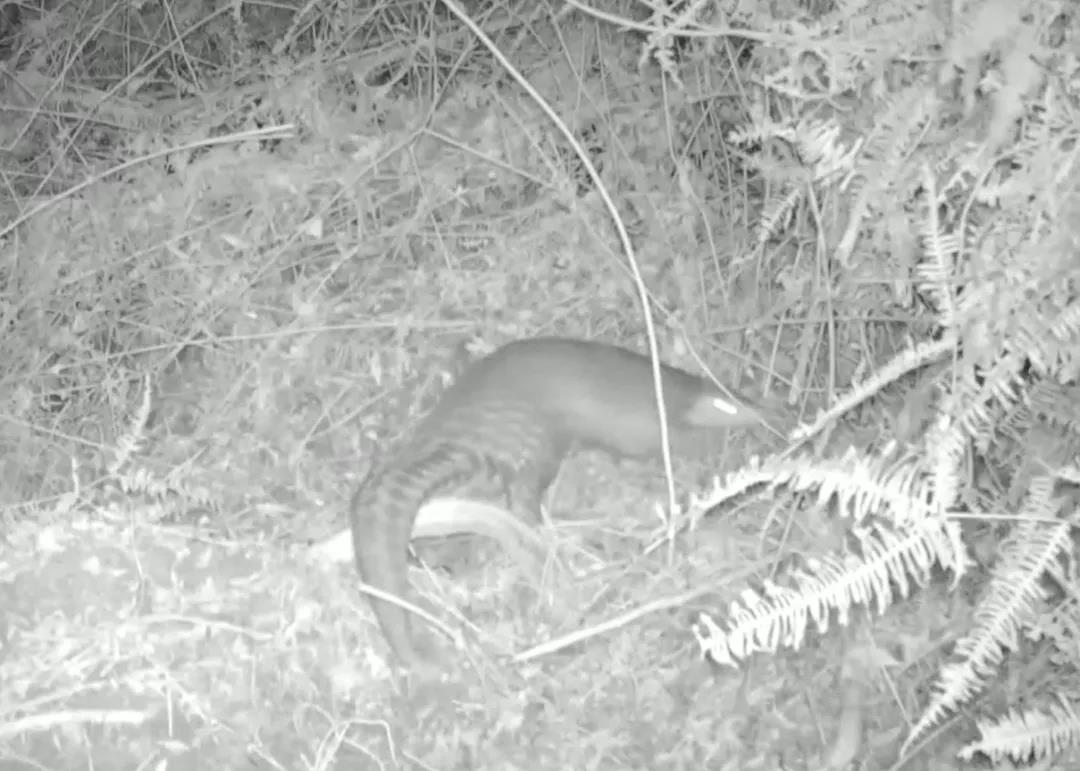 近20年來首次！河源新港保護區發現中華穿山甲