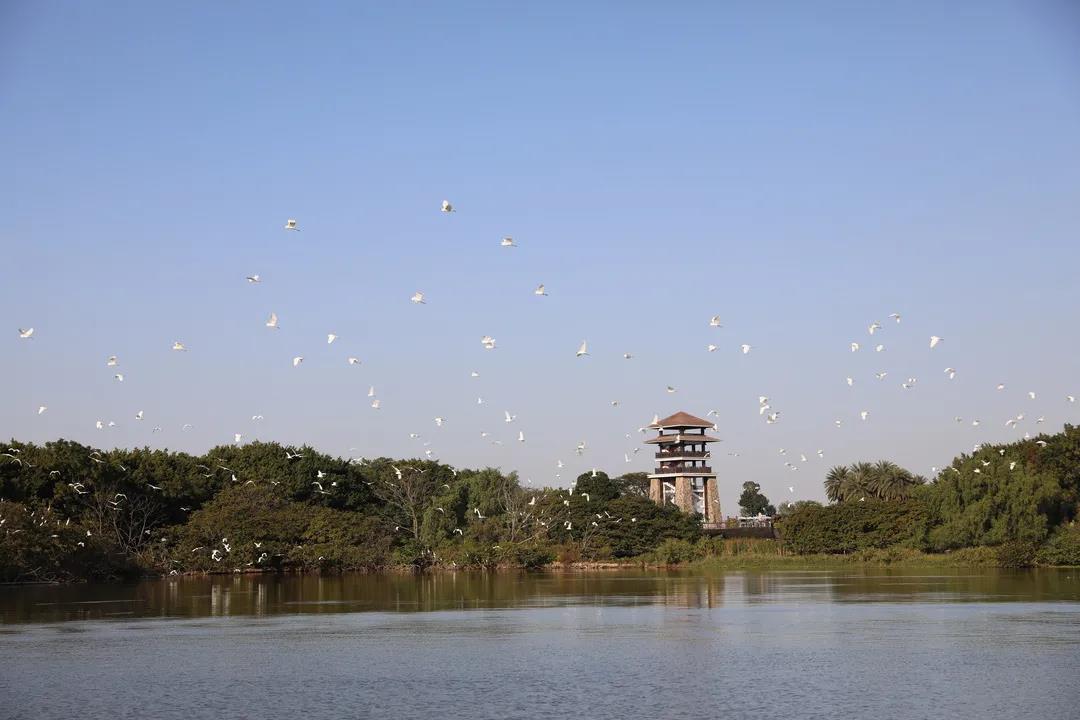 大批候鳥(niǎo)南下！廣東進(jìn)入最佳觀鳥(niǎo)季