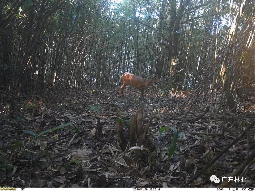 9cd4029460d4faa14655998be3504c6e.jpg 002.jpg