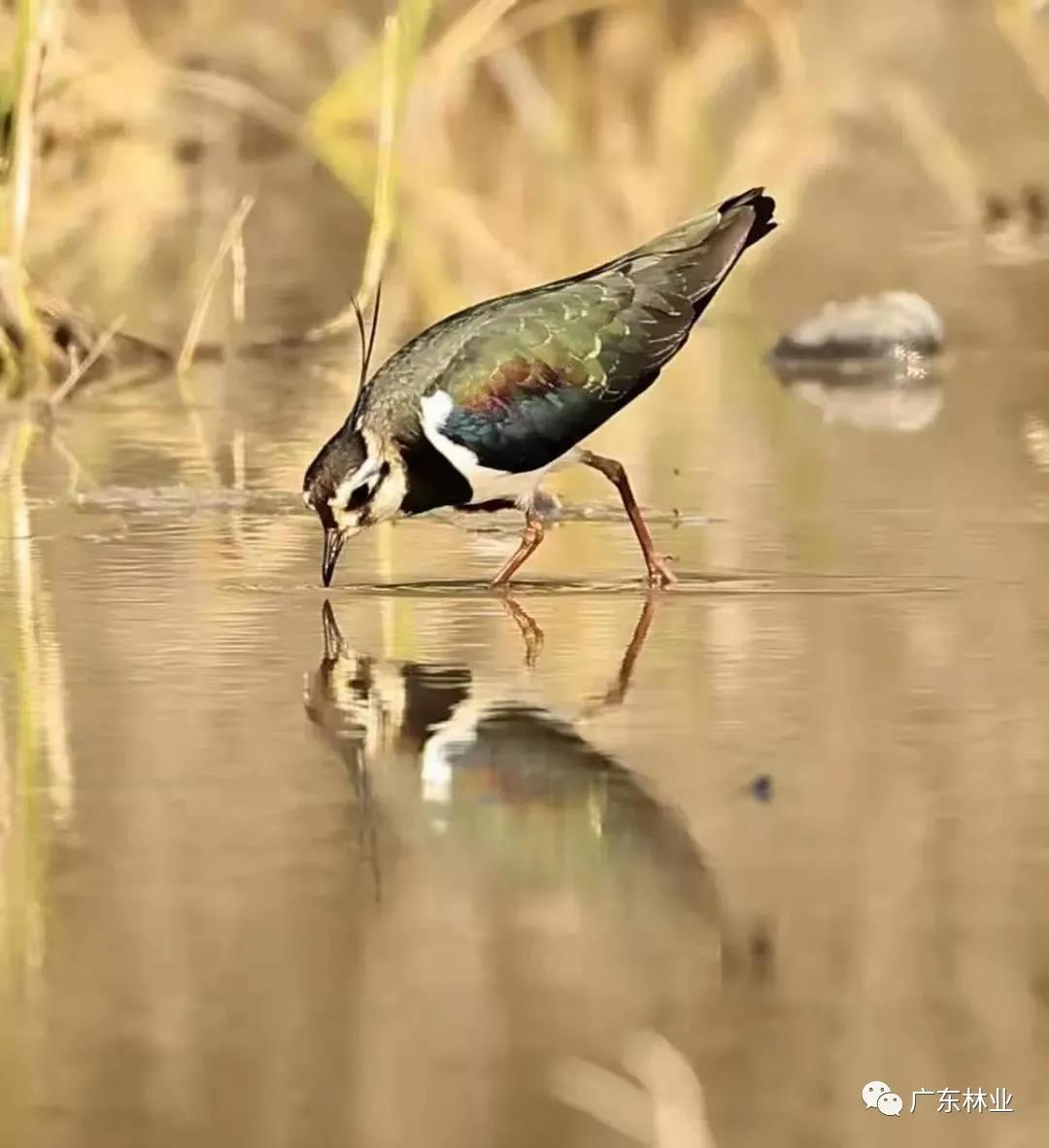 dec5dac20fb7908203169854f71ef51d.jpg 007.jpg