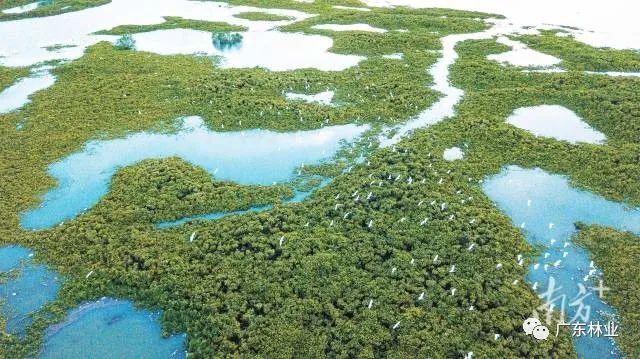 大氣磅礴！湛江紅樹林亮相央視《新聞聯播》