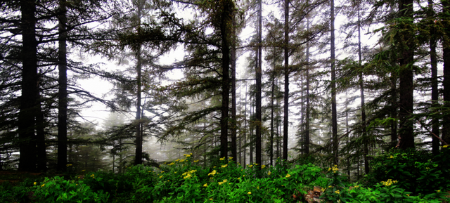 9049096815a1fc86600160ce480a2f32.png 004.png