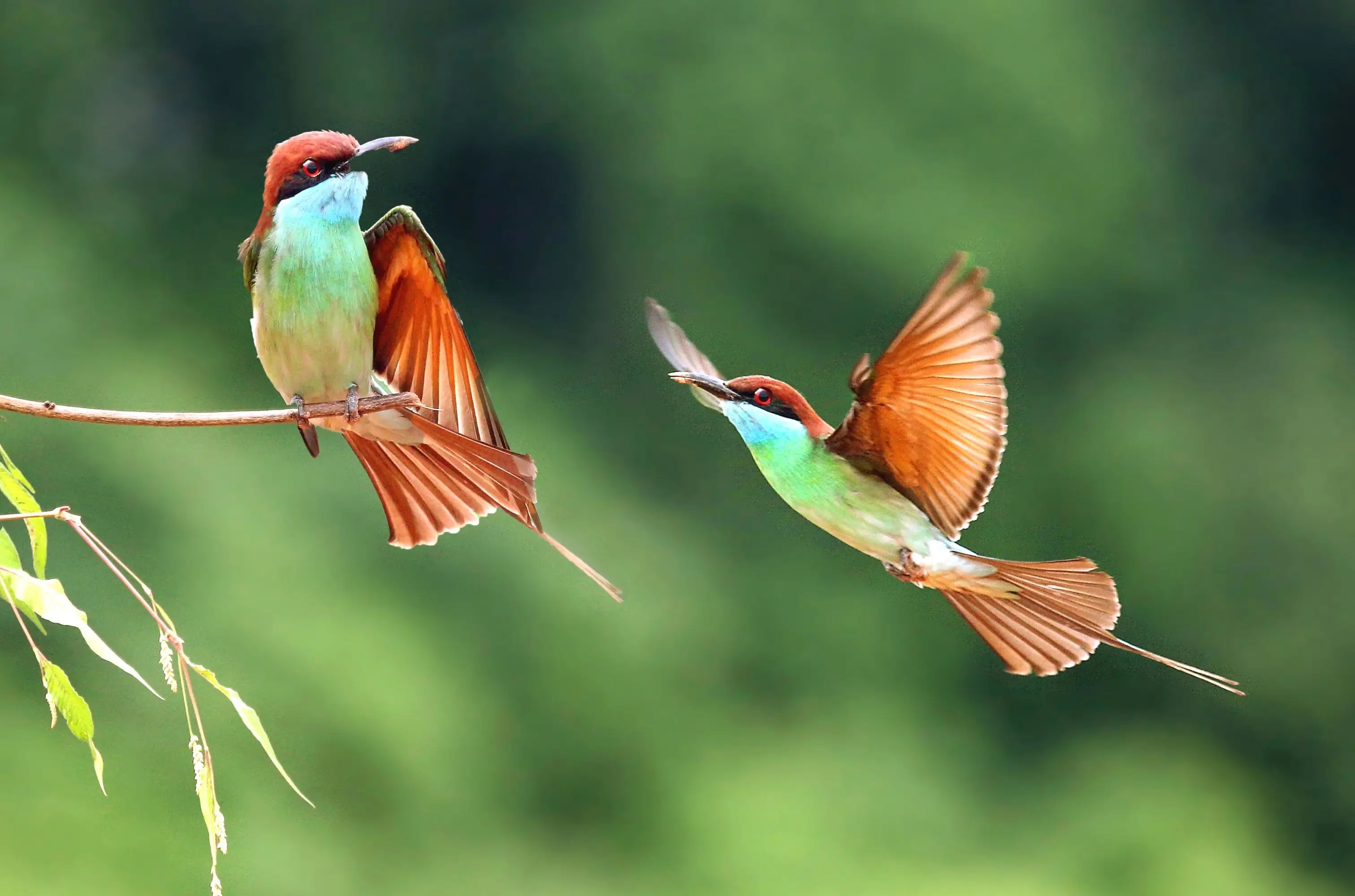 嶺南之南丨&ldquo;中國(guó)最美小鳥&rdquo;相親記