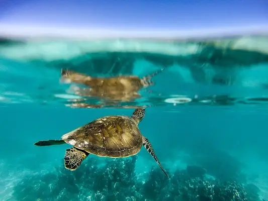 嶺南之南④丨探訪廣東&ldquo;海龜產(chǎn)房&rdquo;：小海龜破殼第一秒就面臨生死考驗(yàn)！