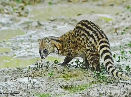 珍貴影像曝光！珠海淇澳島小靈貓首次&ldquo;帶娃&rdquo;亮相！