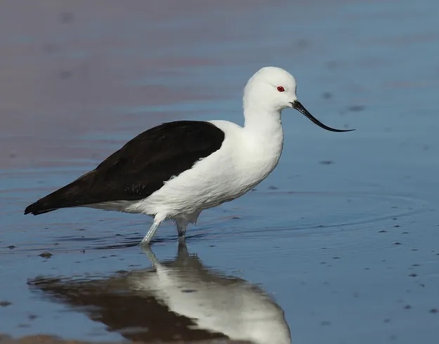 澳盾身邊的自然觀察&mdash;&mdash;反嘴鷸（y&ugrave;）