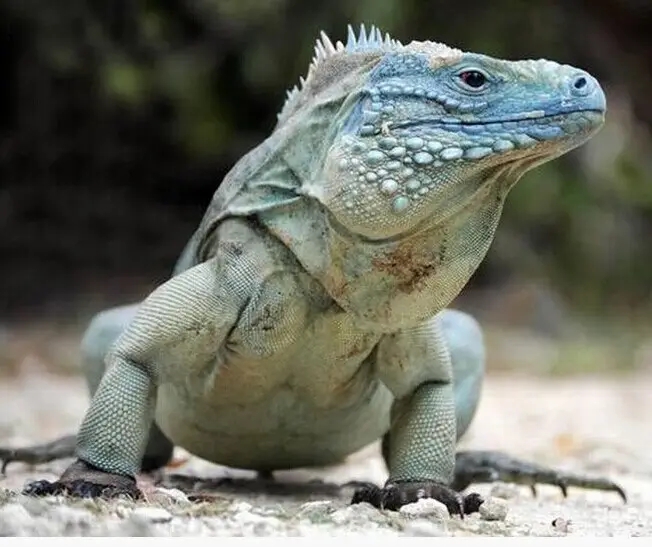 10余年后再現身！云浮發現國家二級保護動物長鬣蜥