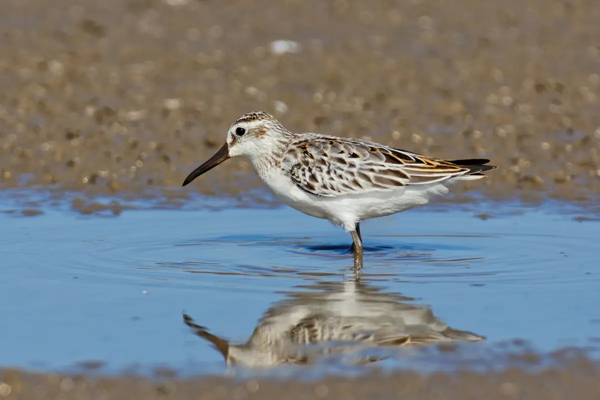 澳盾身邊的自然觀察&mdash;&mdash;闊嘴鷸