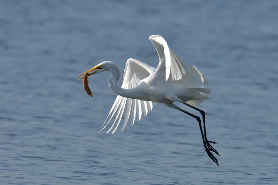 惠州鹽洲島：紅樹林里，萬千鷺鳥歸巢