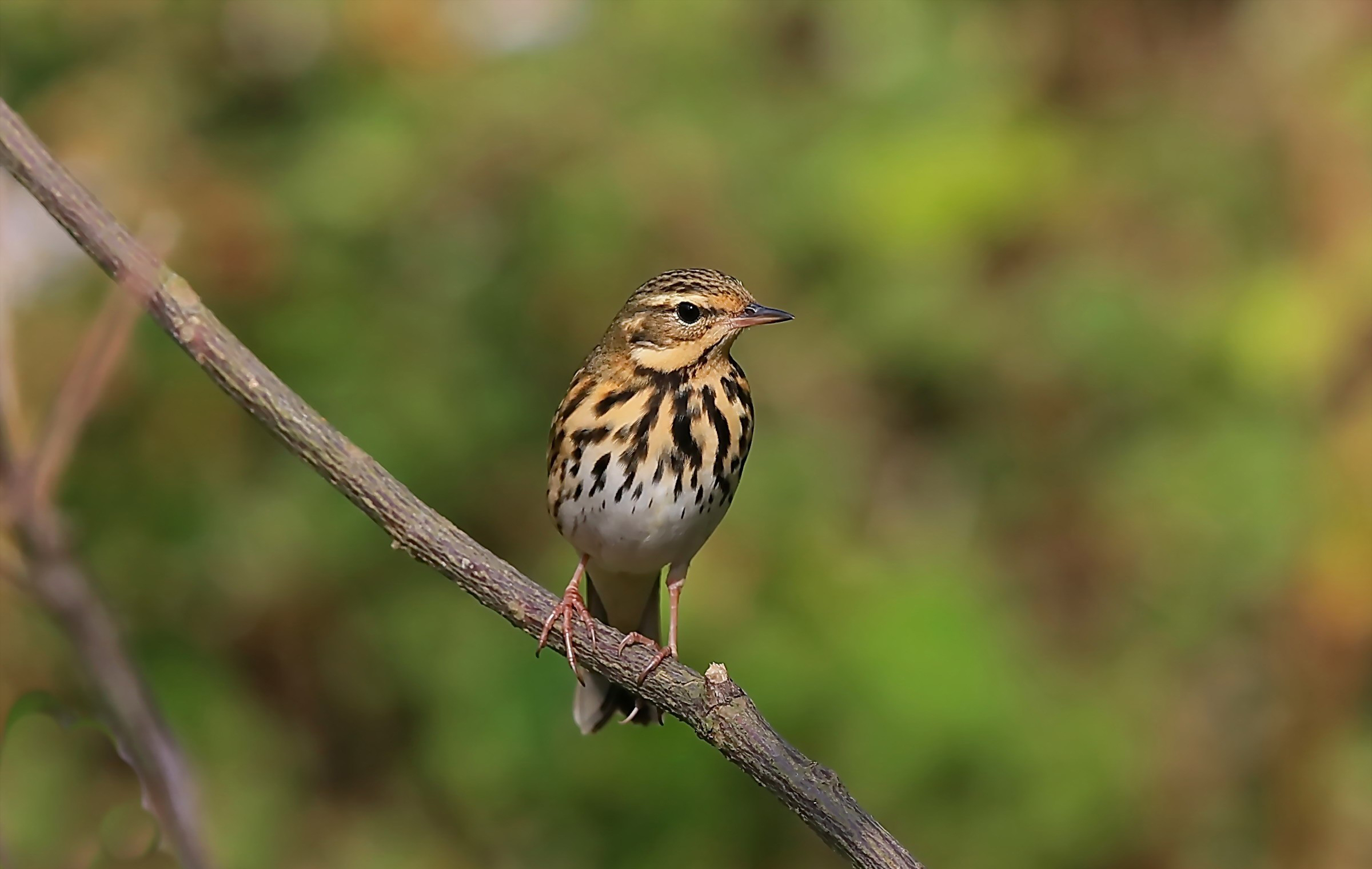 澳盾身邊的自然觀察&mdash;&mdash;樹鷚