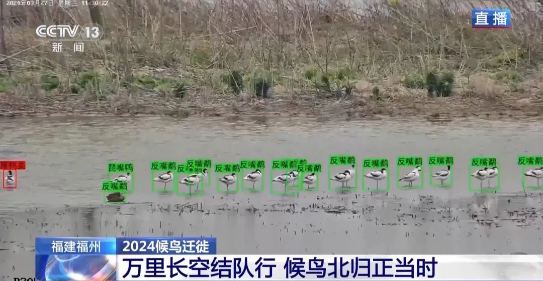 候鳥北歸正當時 保護濕地裝上&ldquo;鳥臉識別&rdquo;